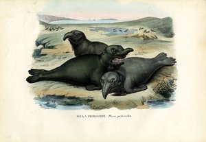 Southern Elephant Seal